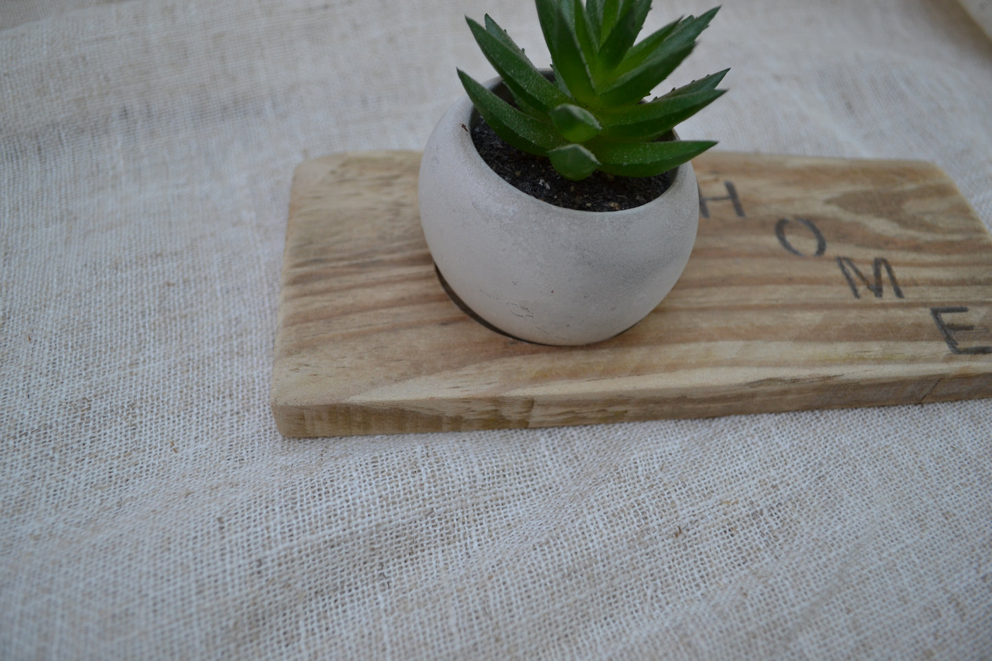 Base Decorativa de Madera con Mini Cactus